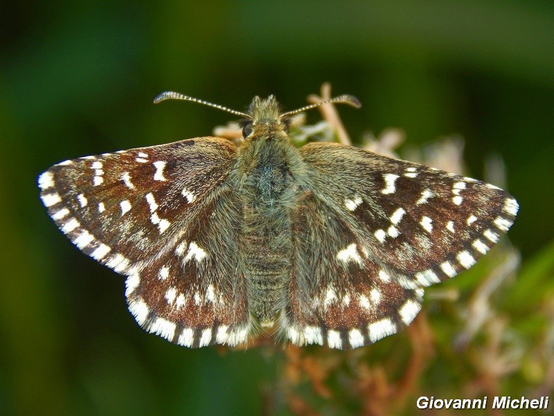 Pyrgus malvoides